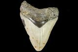 Fossil Megalodon Tooth - North Carolina #108960-1